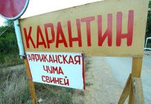 В Ростовской области зафиксирована вспышка АЧС