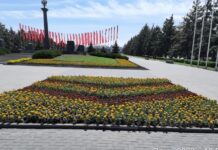 В Ростове высадили 43 тысячи многолетних декоративных цветов В Ростове высадили 43 тысячи многолетних декоративных цветов //Фото: пресс-служба администрации Ростова-на-Дону