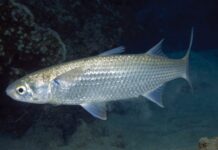 Азовское море по солености сравнялось с Черным