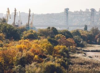 Вместо застройки на левом берегу Дона рощу преобразуют в парк Левобережная роща //Фото Роман Неведров
