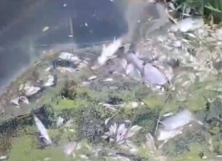 В Морозовском районе произошел массовый мор рыбы