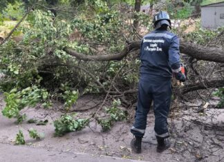 В Ростове из-за сильного ветра упали 35 деревьев