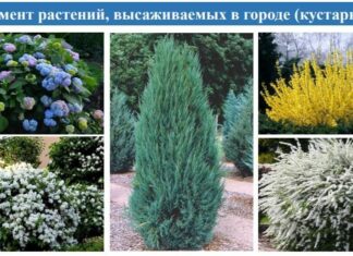 В Ростове осенью высадят 8,5 тысяч деревьев и 28 тысяч кустарников В Ростове осенью высадят 10 тысяч кустарников // фото: телеграм-канал Алексей Логвиненко