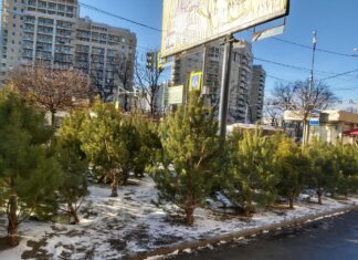 В Ростовской области продают елки из 10 регионов и 2 стран елочный базар в Ростове // фото: Ольга Медведева