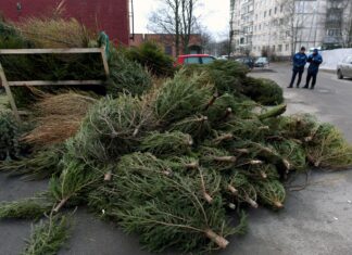 Проект «Чистая страна» проведет акцию по сбору новогодних елок и сосен в Ростове-на-Дону Сбор новогодних елей на утилизацию //Фото Сергей Николаев, Российская газета