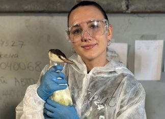 Донской волонтер в третий раз помогает в очистке побережья Анапы Кристина Черныш