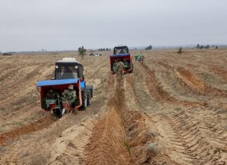 В Ростовской области начали лесопосадочные работы Высадка лесных культур // фото: Администрация Ростова