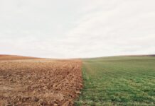 Посредник похитил зерна на 3,4 млн рублей в Ростове Поле // Фото с сайта https://pxhere.com/