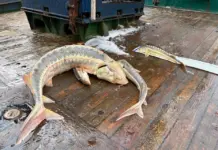 Запасы русского осетра в Азовском море выросли почти в два раза за год