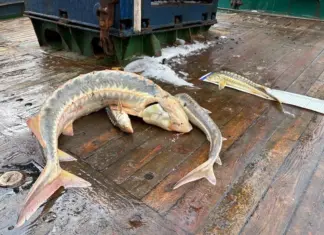 Запасы русского осетра в Азовском море выросли почти в два раза за год
