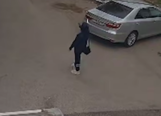 В Ростове женщина с оружием открыла стрельбу по бездомным собакам на улице Стальского