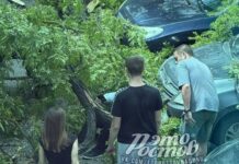 В Ростове сухие деревья рухнули на ребёнка и мужчину