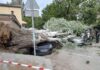 В Ростове из-за ураганного ветра дерево упало на машину //Фото ТГ-канал Ростовская телега