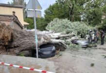 В Ростове-на-Дону и Таганроге сильный ветер повалил деревья на машины и трамвайные пути В Ростове из-за ураганного ветра дерево упало на машину //Фото ТГ-канал Ростовская телега