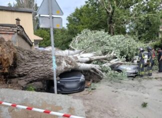 В Ростове-на-Дону и Таганроге сильный ветер повалил деревья на машины и трамвайные пути В Ростове из-за ураганного ветра дерево упало на машину //Фото ТГ-канал Ростовская телега