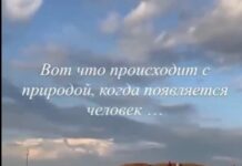 Маковое поле в районе Северного растоптали посетители //Скриншот видео аккаунта yulgushova.yulia.broker