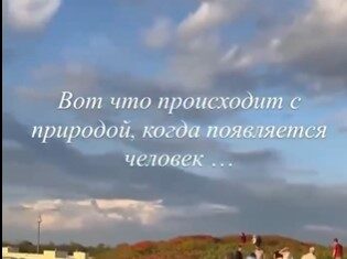 Маковое поле в районе Северного растоптали посетители //Скриншот видео аккаунта yulgushova.yulia.broker