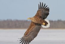 Жителей Ростовской области попросили помочь в поиске краснокнижного орлана-белохвоста