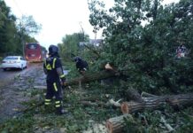 Ураган в Ростове: поваленные деревья, обесточенные районы и упавший на землю щит «Выборы» В Ростове убирают последствия уранага //Фото пресс-служба администрации Ростова-на-Дону