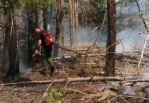 Более ста специалистов брошено на тушение лесного пожара в Цимлянском районе на площади 120 гектаров