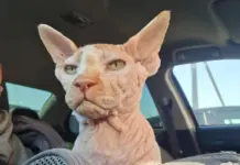 Кота с большой татуировкой на теле выбросили на улицу в Ростове Кот Арчи //Фото предоставлено Еленой Пановой для 161.RU