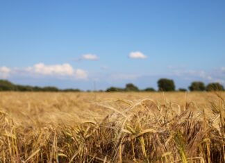 Дроны и камеры начнут фиксировать нарушения при обработке полей в Ростовской области