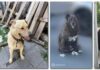 Пропавшие животные // Фото: Pet911.ru, Бюро находок «Батайск»