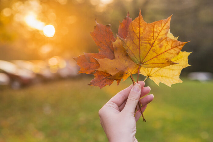 Hand holding yellow maple leaf on autumn yellow sunny background Осень // Изображение от Dragana_Gordic на Magnific