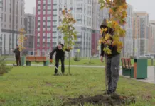 В «Новом Ростове» высадили аллею из 25 крупномерных деревьев ЮСИ высадила новую аллею в «Новом Ростове» //Фото ЮСИ
