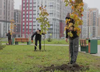 В «Новом Ростове» высадили аллею из 25 крупномерных деревьев ЮСИ высадила новую аллею в «Новом Ростове» //Фото ЮСИ